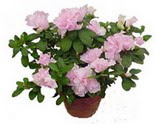 �i�ek�i G�lba�� �i�ek�i ma�azas�  Rhodendron latince A�elya 