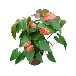 G�lba�� �i�ek sipari�i yurti�i ve yurtd��� �i�ek sipari�i  Anthurium 