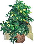  G�lba�� �i�ek yolla , �i�ek g�nder , �i�ek�i   Schefflera gold 